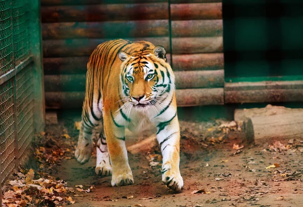 Bellissimo Animale Tigre Sfondo — Foto Stock