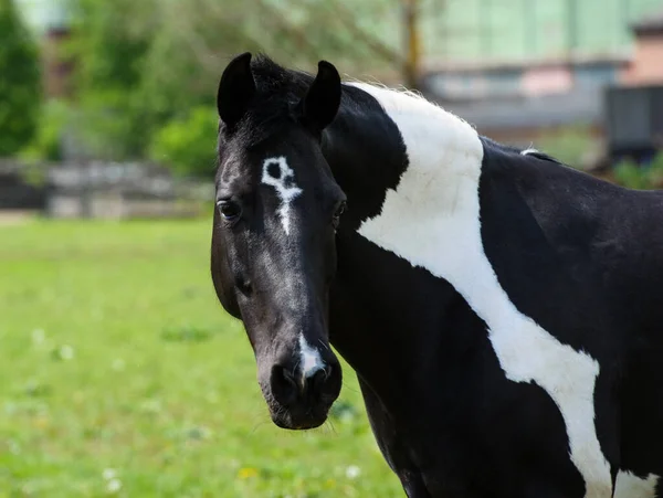 Cavalo com crina longa em pasto contra o belo céu azul — Fotografia de Stock