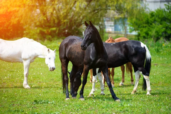 Caballo con melena larga en el pasto contra el hermoso cielo azul —  Fotos de Stock