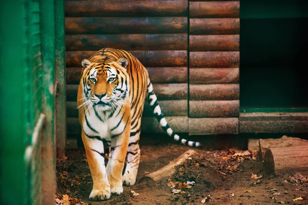 Bellissimo Animale Tigre Sfondo — Foto Stock