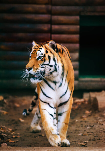 Beautiful tiger animal on background