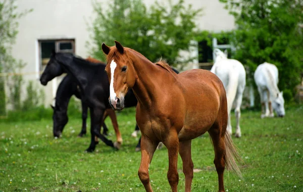 Cavalo com crina longa em pasto contra o belo céu azul — Fotografia de Stock