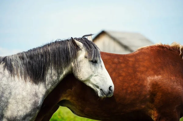 牧草地の馬、晴れた日。春の時間 — ストック写真