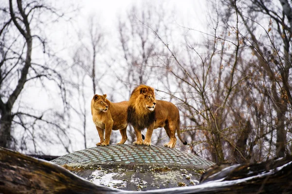 Bellissimo Leone possente con leonessa. Famiglia di leoni — Foto Stock