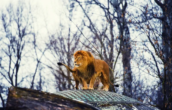 Krásné mocného lva — Stock fotografie