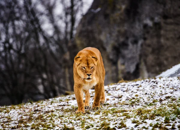 Porträtt av en lejoninna — Stockfoto