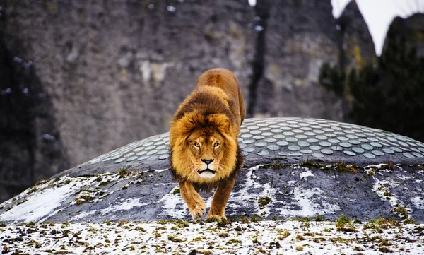 Vackra mäktiga lejonet. — Stockfoto