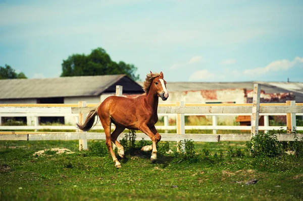 Cheval de course dans le pâturage près de la maison — Photo