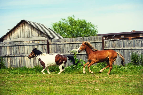 家の近くの牧草地の馬 — ストック写真