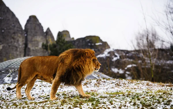 Beau Lion Puissant . — Photo