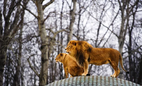 Bellissimo Leone possente con leonessa. Famiglia di leoni — Foto Stock