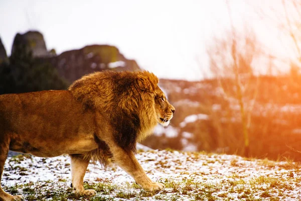 Hermoso león poderoso —  Fotos de Stock