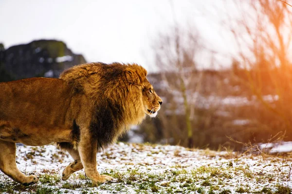 Hermoso león poderoso . — Foto de Stock