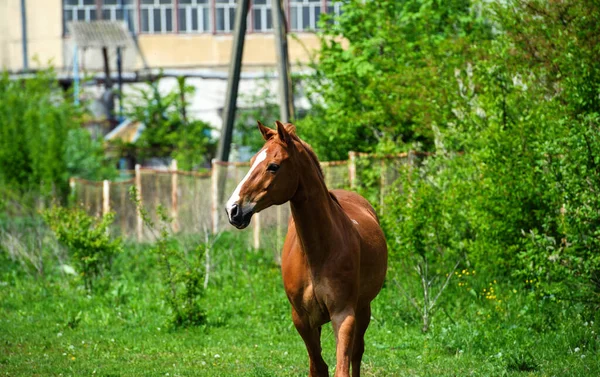 Cavallo con criniera lunga su pascolo contro bel cielo azzurro — Foto Stock