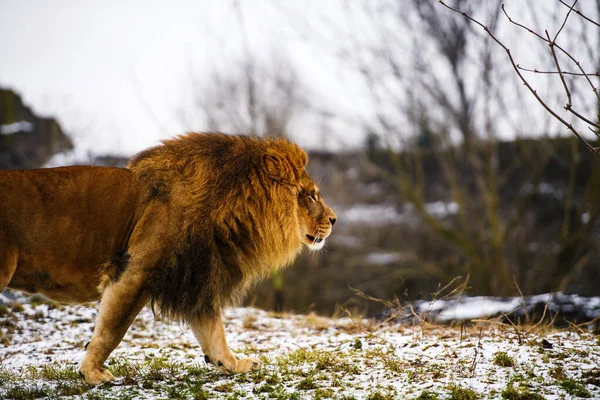 Beautiful Mighty Lion. — Stock Photo, Image