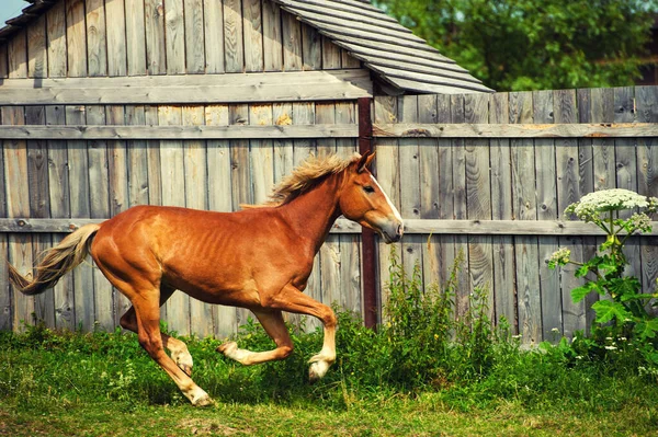 Běh koně na pastvině blízko domu — Stock fotografie