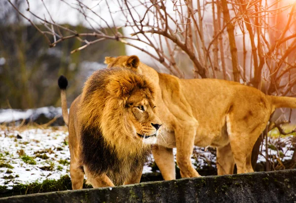 Schöner mächtiger Löwe mit Löwin. Löwenfamilie — Stockfoto