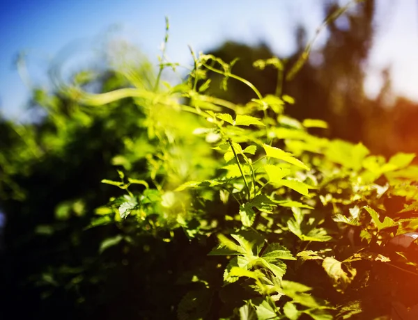 Houblon de feuilles en journée ensoleillée — Photo