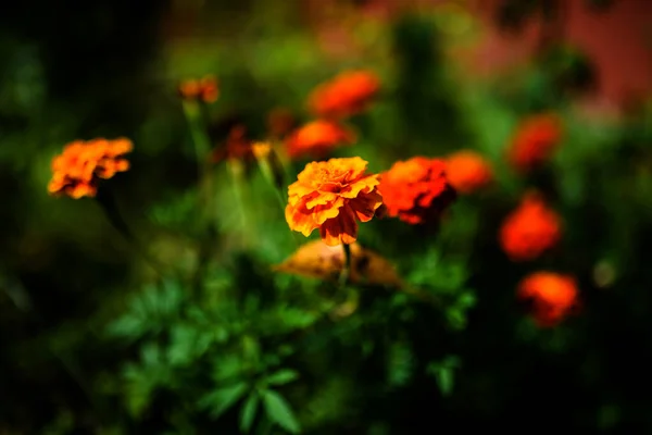 Schöne Frühlingsblumen Hintergrund — Stockfoto