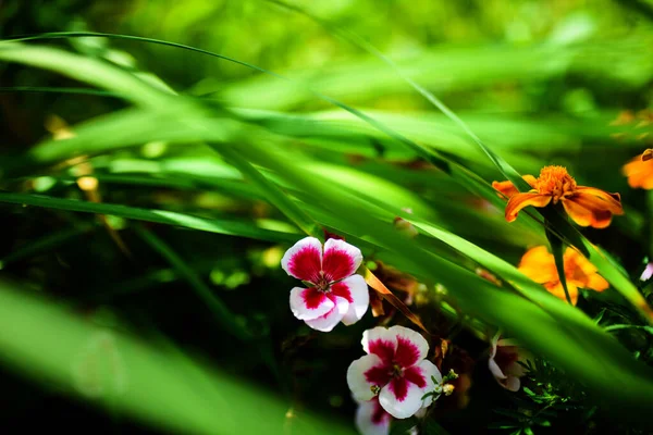 Schöne Frühlingsblumen Hintergrund — Stockfoto