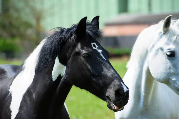 Pferd mit langer Mähne auf der Weide vor schönem blauen Himmel — Stockfoto