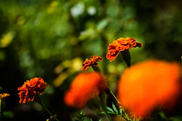 Schöne Frühlingsblumen Hintergrund — Stockfoto