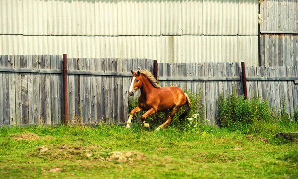 Бегущая лошадь на пастбище рядом с домом — стоковое фото