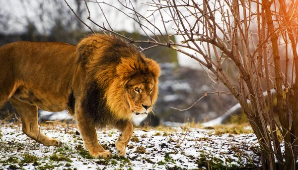 Güzel güçlü aslan — Stok fotoğraf