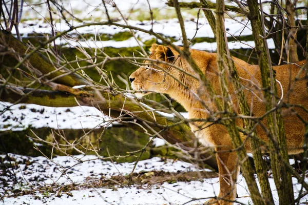 Retrato de una leona —  Fotos de Stock