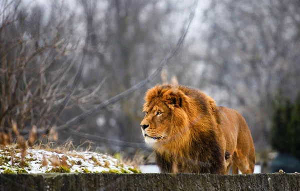 Hermoso león poderoso — Foto de Stock