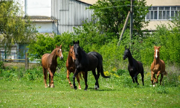 Hest med lang manke på græs mod smuk blå himmel - Stock-foto