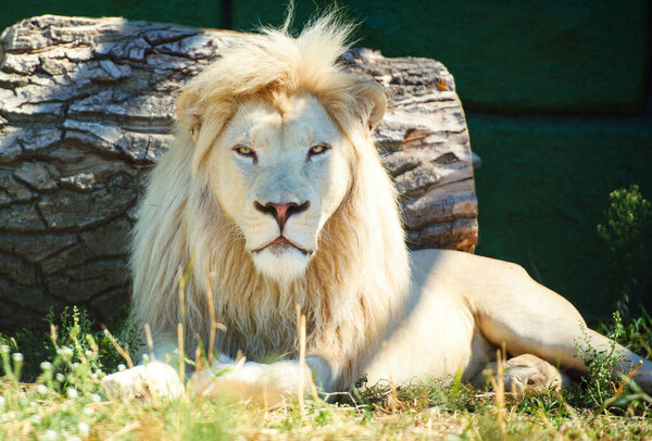 Portrait of white african lion