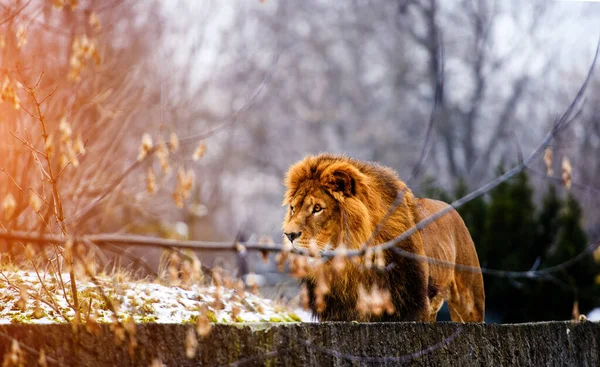 Piękny potężny lew. — Zdjęcie stockowe
