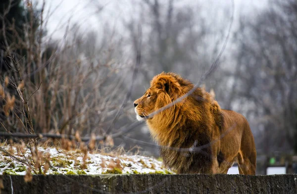 Güzel güçlü aslan — Stok fotoğraf