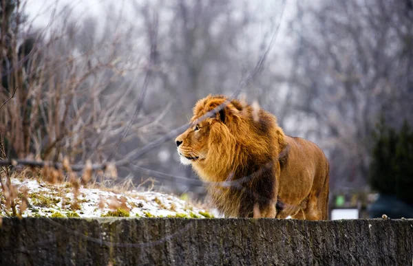 Schöner mächtiger Löwe. — Stockfoto