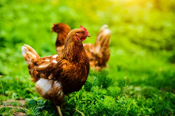 bir çiftlikte tavuk