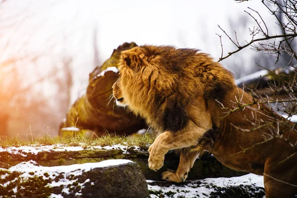 Hermoso león poderoso . —  Fotos de Stock