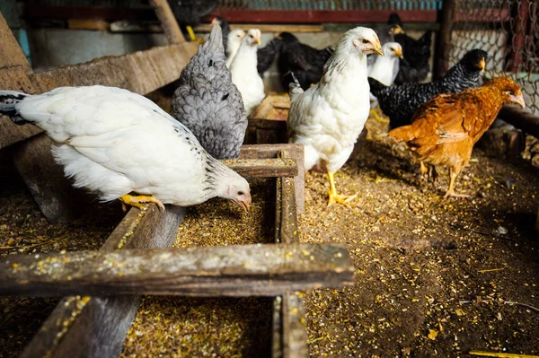 Hühner auf einem Bauernhof — Stockfoto