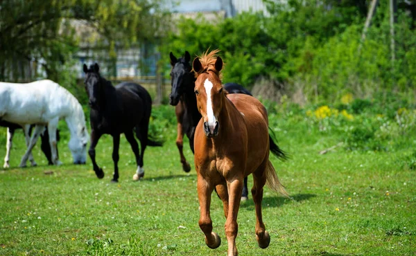 Caballo con melena larga en el pasto contra el hermoso cielo azul —  Fotos de Stock