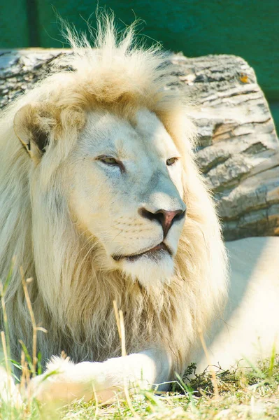 美丽的白狮子的肖像 — 图库照片