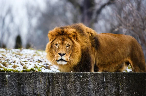 Beautiful Mighty Lion. — Stock Photo, Image