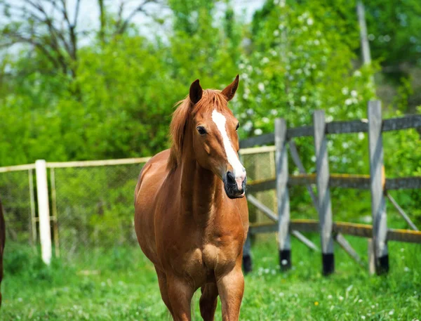 Bella Giornata Cavallo Girato — Foto Stock