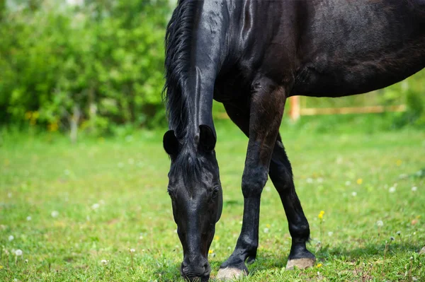 Schwarzes Pferd mit langer Mähne auf der Weide vor schönem blauen Himmel — Stockfoto