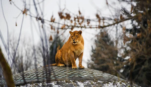 Schöne mächtige Löwin — Stockfoto