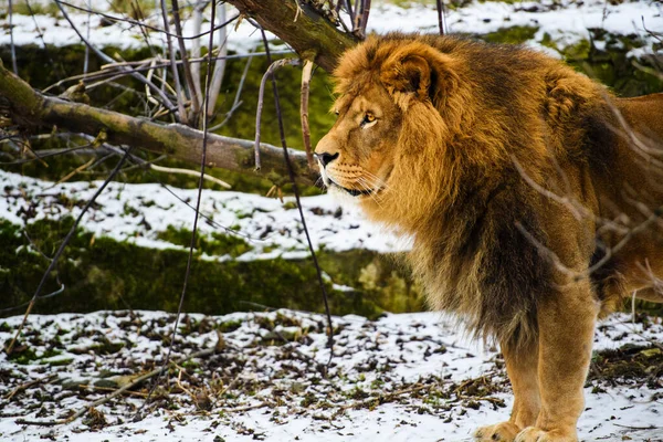 Güzel güçlü aslan — Stok fotoğraf