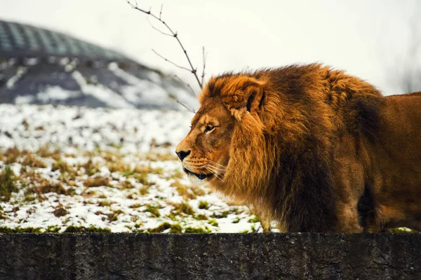 Bellissimo Leone possente — Foto Stock