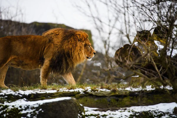 Schöner mächtiger Löwe — Stockfoto