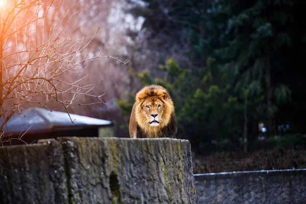 Beautiful Mighty Lion. — Stock Photo, Image