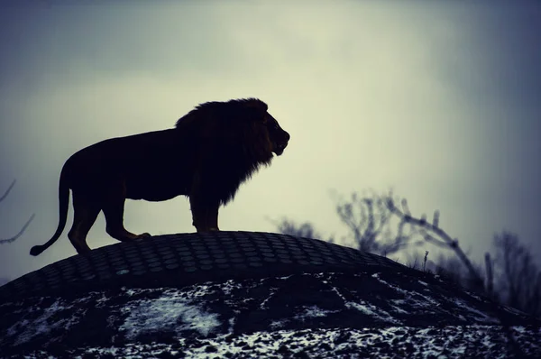 Piękny potężny lew — Zdjęcie stockowe