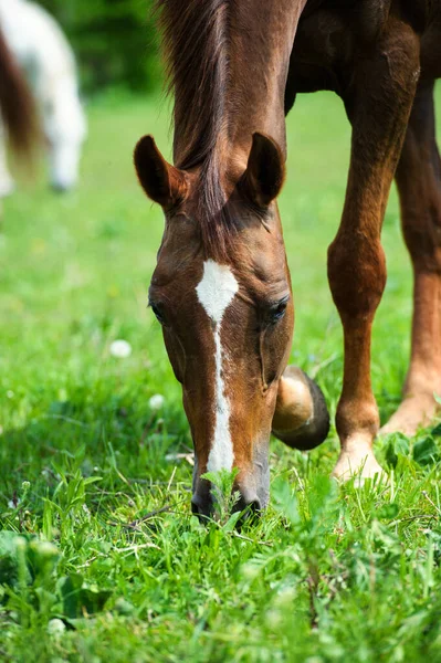 美しい青空に対する牧草地に長いたてがみを持つ馬 — ストック写真